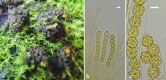 Attēlu rezultāti vaicājumam “Lamprospora tortulae-ruralis”