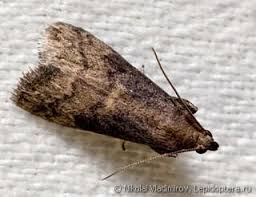 Attēlu rezultāti vaicājumam “Semioscopis avellanella imago”