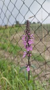 Attēlu rezultāti vaicājumam “Stachys palustris leaf”