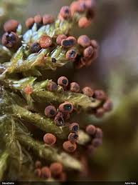 Attēlu rezultāti vaicājumam “Physarum rubiginosum macro”