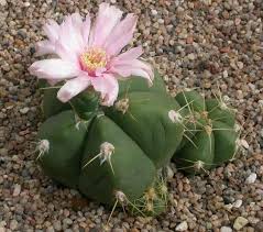 Image result for Gymnocalycium
