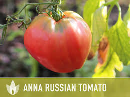 Afbeeldingsresultaat voor anna russian tomato
