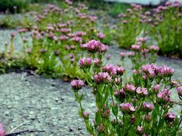 Image result for Centaurium erythraea