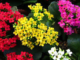Image result for Kalanchoe blossfeldiana