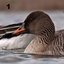 Image result for Anser fabalis