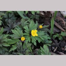 Attēlu rezultāti vaicājumam “Anemone ranunculoides leaf”