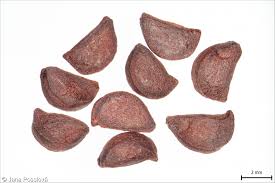 Attēlu rezultāti vaicājumam “Actaea spicata fruit”