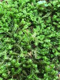 Attēlu rezultāti vaicājumam “Bazzania trilobata”