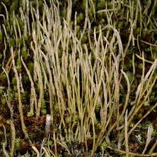 Attēlu rezultāti vaicājumam “Cladonia cornuta”