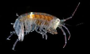 Attēlu rezultāti vaicājumam “Amphipoda”