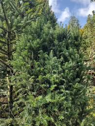 Attēlu rezultāti vaicājumam “Abies alba”