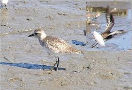 Attēlu rezultāti vaicājumam “Pluvialis squatarola adult”