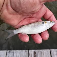 Image result for Pseudomyxus capensis