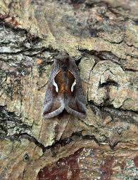 Attēlu rezultāti vaicājumam “Diachea muscorum macro”