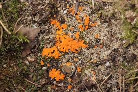 Attēlu rezultāti vaicājumam “Byssonectria fusispora”