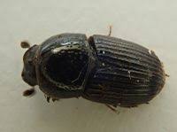 Attēlu rezultāti vaicājumam “Aphodius subterraneus”