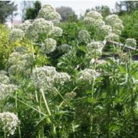 Attēlu rezultāti vaicājumam “Valeriana officinalis”