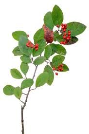 Attēlu rezultāti vaicājumam “Cotoneaster divaricatus fruit”