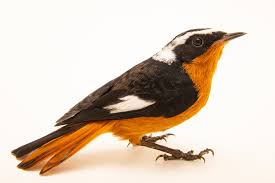 Image result for Phoenicurus moussieri