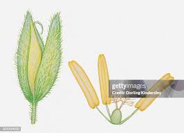 Attēlu rezultāti vaicājumam “Holcus lanatus  flower”