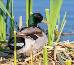 Attēlu rezultāti vaicājumam “Anas platyrhynchos male”