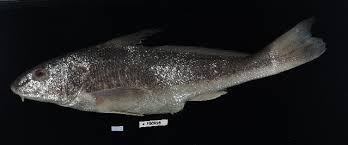 Image result for Menticirrhus littoralis