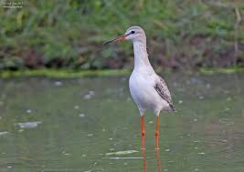 Image result for Tringa erythropus