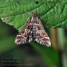 Attēlu rezultāti vaicājumam “Diasemia reticularis”