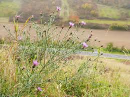Attēlu rezultāti vaicājumam “Centaurea stoebe”