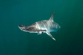 Image result for Sphyrna zygaena