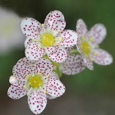 Attēlu rezultāti vaicājumam “Saxifraga cymbalaria flower”