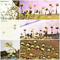 Attēlu rezultāti vaicājumam “Cribraria aurantiaca”