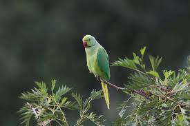 Image result for Psittacula krameri