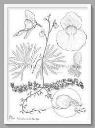 Attēlu rezultāti vaicājumam “Utricularia intermedia leaf”