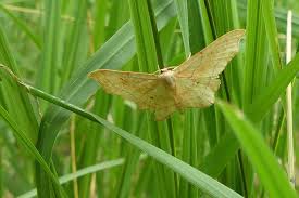 Attēlu rezultāti vaicājumam “Idaea emarginata”