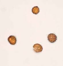 Attēlu rezultāti vaicājumam “Fossombronia foveolata”