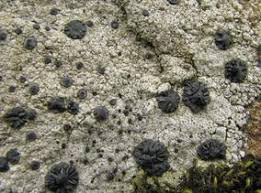 Attēlu rezultāti vaicājumam “Porpidia macrocarpa”