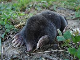 Attēlu rezultāti vaicājumam “Talpa europaea”