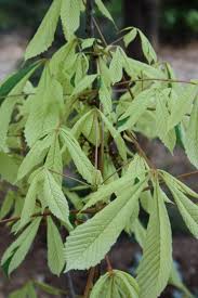 Attēlu rezultāti vaicājumam “Aesculus x hybrida leaf”