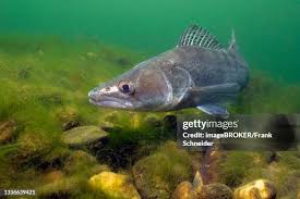 Image result for Sander lucioperca