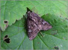 Attēlu rezultāti vaicājumam “Mamestra brassicae”