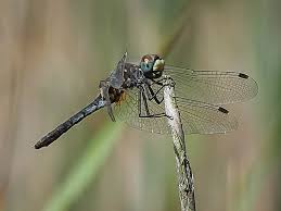 Attēlu rezultāti vaicājumam “Leucorrhinia albifrons”