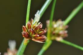 Attēlu rezultāti vaicājumam “Juncus articulatus”