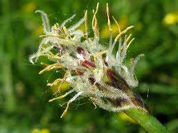 Attēlu rezultāti vaicājumam “Eleocharis uniglumis flower”