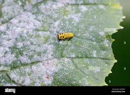 Attēlu rezultāti vaicājumam “Psyllobora vigintiduopunctata larva”