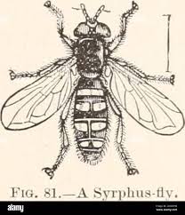 Attēlu rezultāti vaicājumam “Syrphus sp. imago”