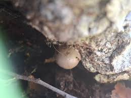 Attēlu rezultāti vaicājumam “Lycogala flavofuscum”