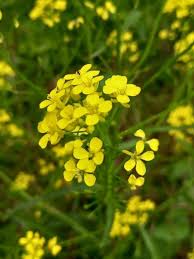 Attēlu rezultāti vaicājumam “Bunias orientalis”