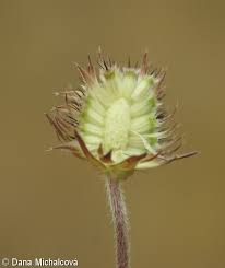 Attēlu rezultāti vaicājumam “Succisa pratensis bud”