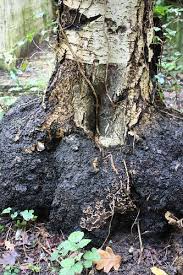 Attēlu rezultāti vaicājumam “Stereum rugosum”